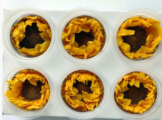 comprar Girasol Eterno Flor Eterna Caja de Regalo Girasol Cúpula de Cristal Ramo Flores Materiales Flores Preservadas Girasol Mayorista Fabricación en línea