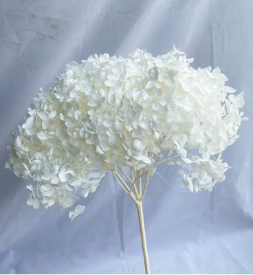 Un buen precio. Hortensias Anna Flor conservada Flor seca Flor artificial Hortensias Decoración para el hogar Artesanía DIY Material artesanal Mayorista Hortensias únicas en línea