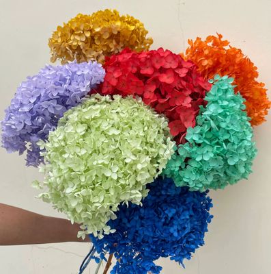 Un buen precio. Flor preservada Anna Hortensia romántica regalo de San Valentín material de ramo hecho a mano en línea