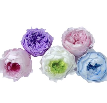 Un buen precio. Eternal Rose Austin Set de 8 piezas, Materiales de bricolaje de regalo de primera calidad, Flor seca al por mayor, Burbujas de chocolate en línea
